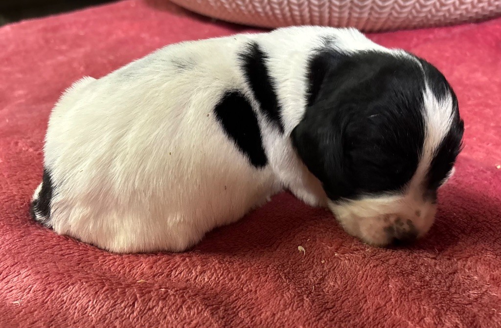 des Etangs de Dame Blanche - Chiot disponible  - English Springer Spaniel