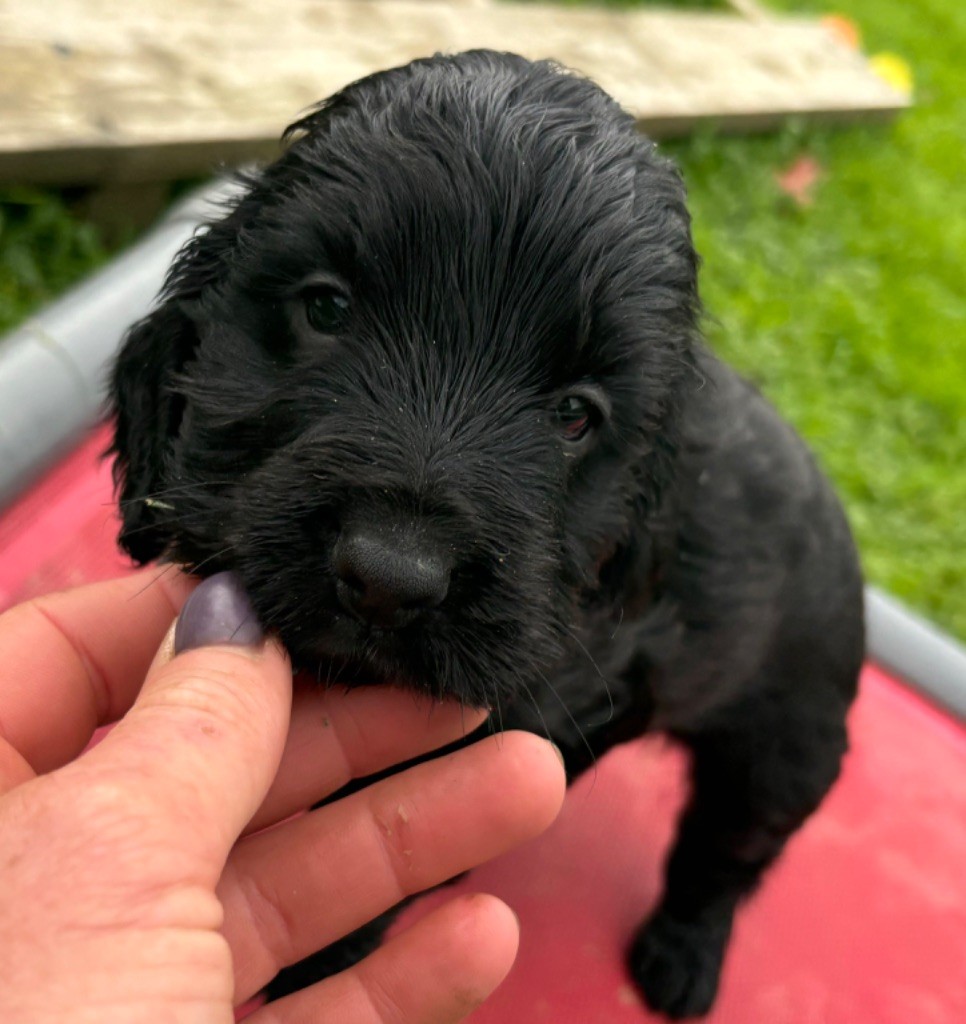 des Etangs de Dame Blanche - Chiot disponible  - Cocker Spaniel Anglais