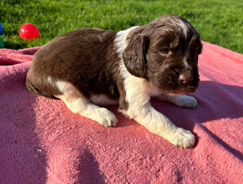 des Etangs de Dame Blanche - Chiot disponible  - English Springer Spaniel