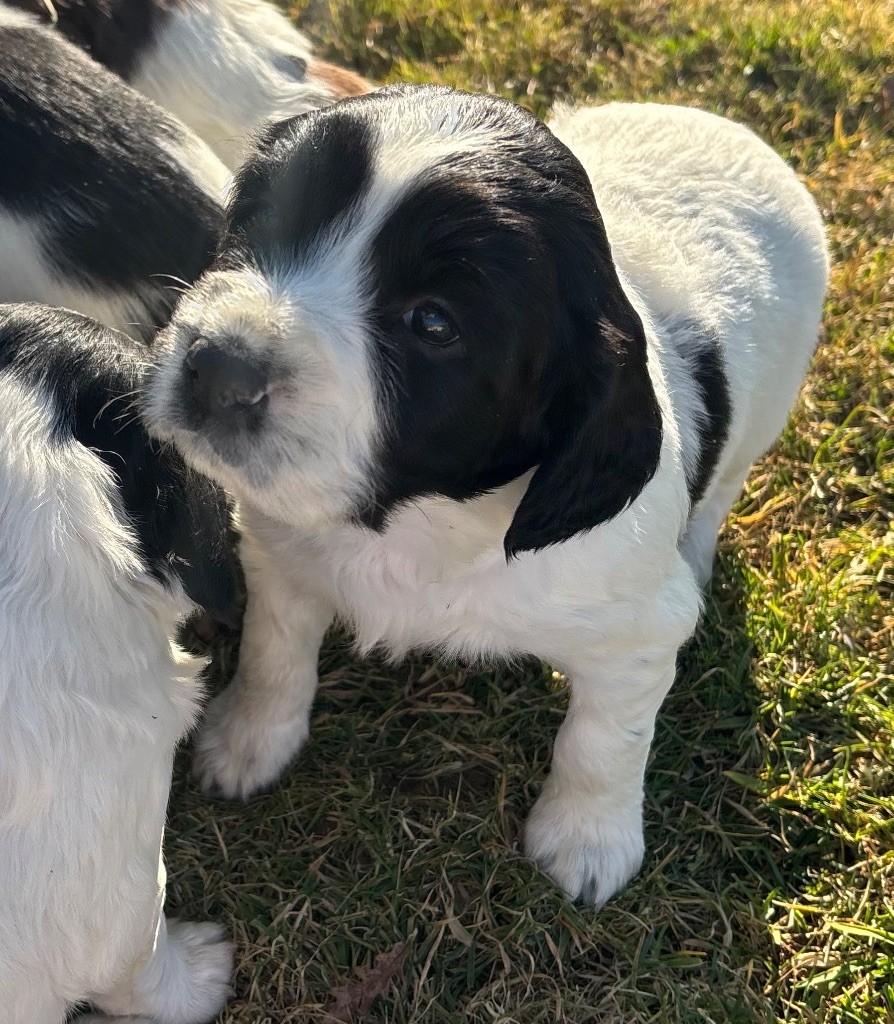 des Etangs de Dame Blanche - Chiot disponible  - English Springer Spaniel