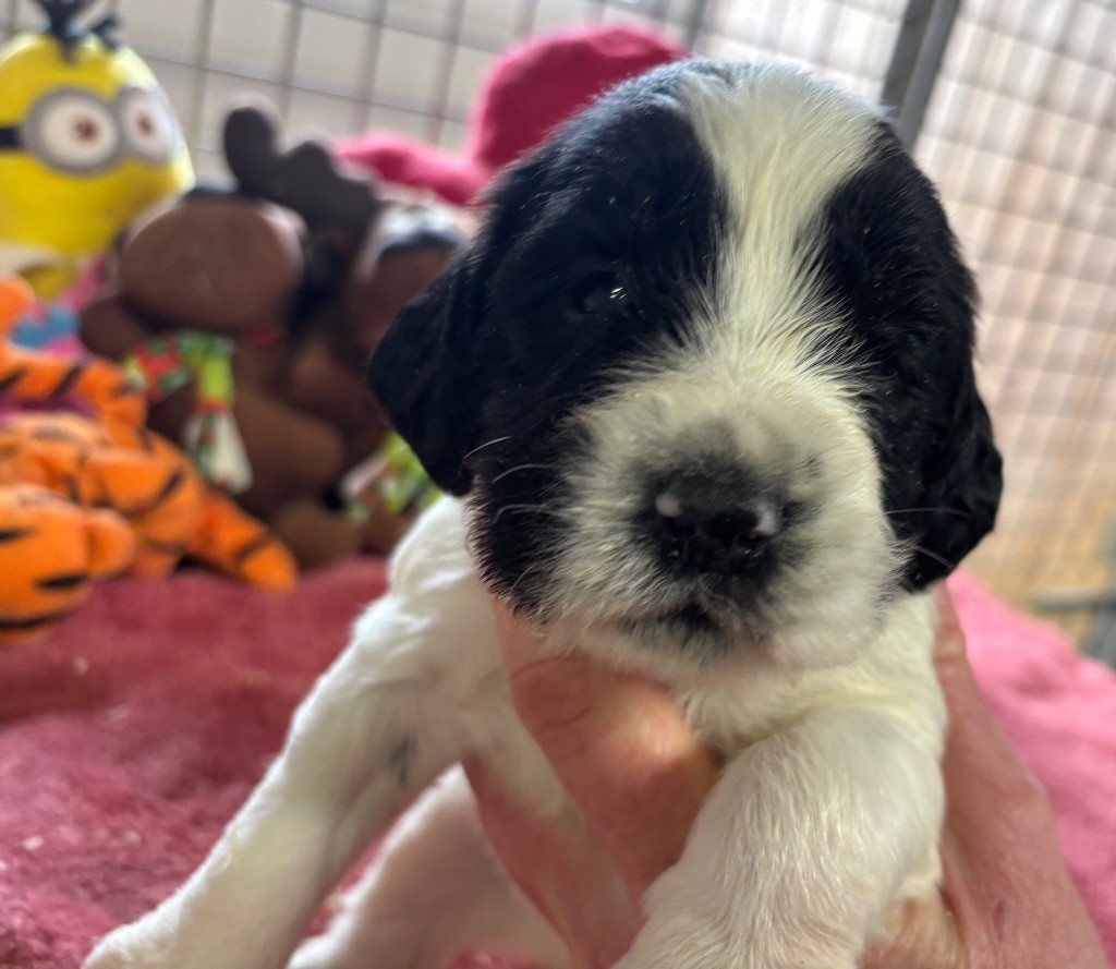 des Etangs de Dame Blanche - Chiot disponible  - English Springer Spaniel