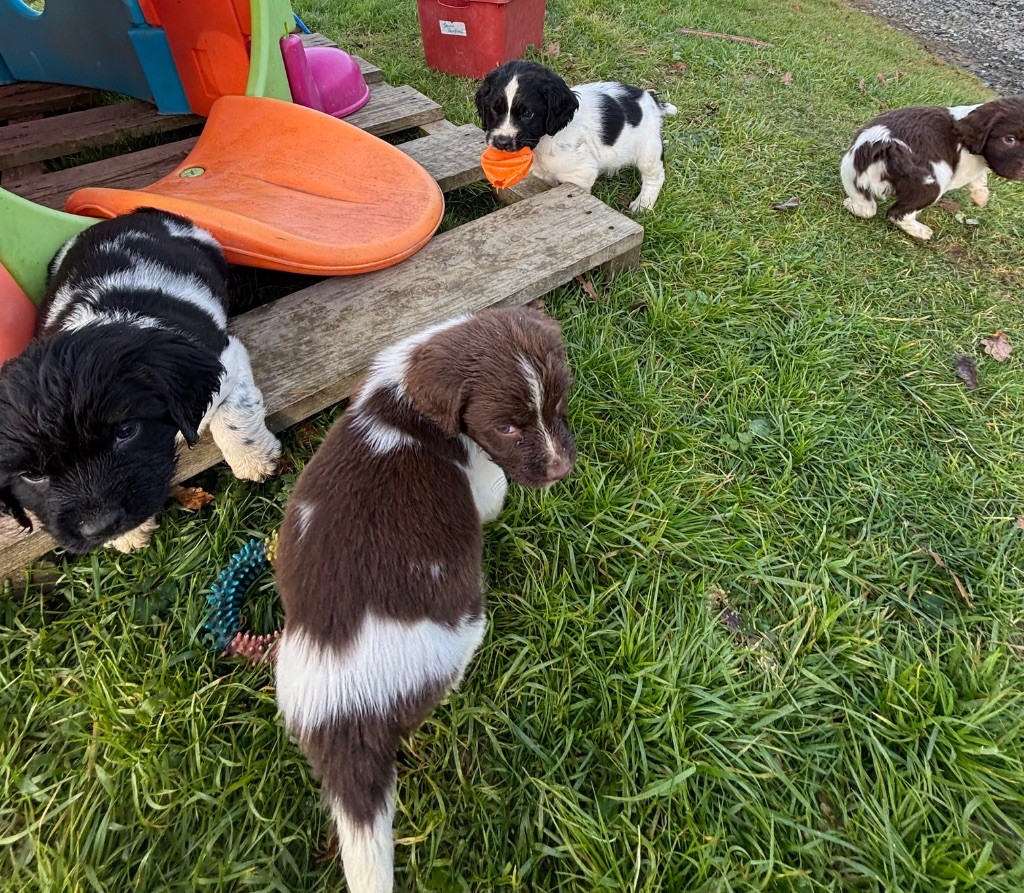 chiot English Springer Spaniel des Etangs de Dame Blanche