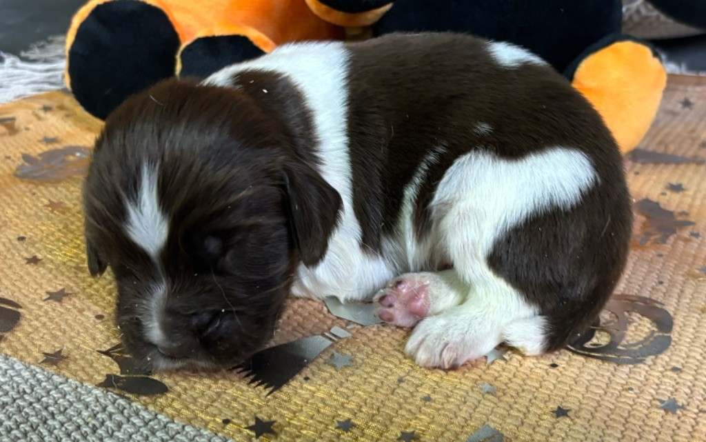 des Etangs de Dame Blanche - Chiot disponible  - English Springer Spaniel