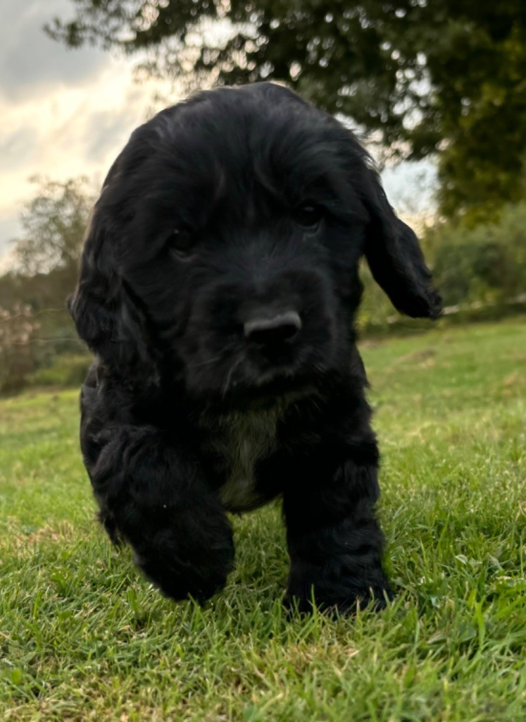 des Etangs de Dame Blanche - Chiot disponible  - Cocker Spaniel Anglais