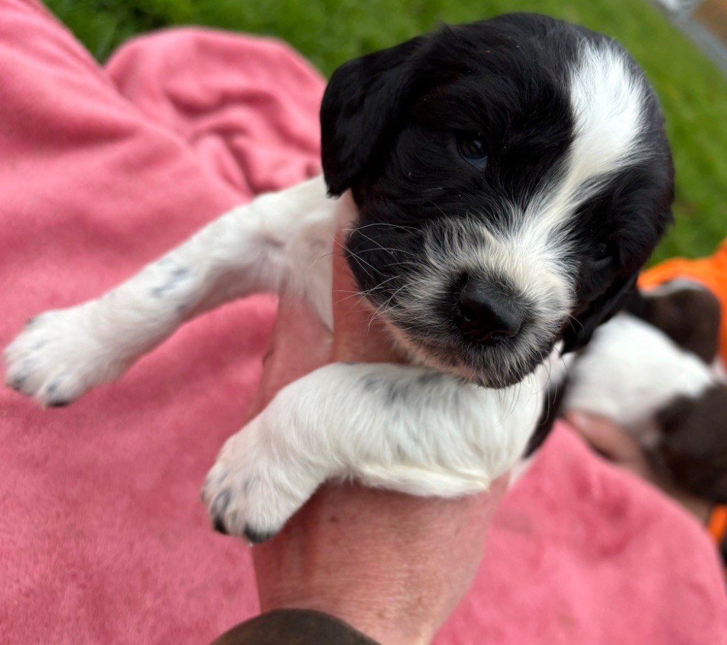 des Etangs de Dame Blanche - Chiot disponible  - English Springer Spaniel