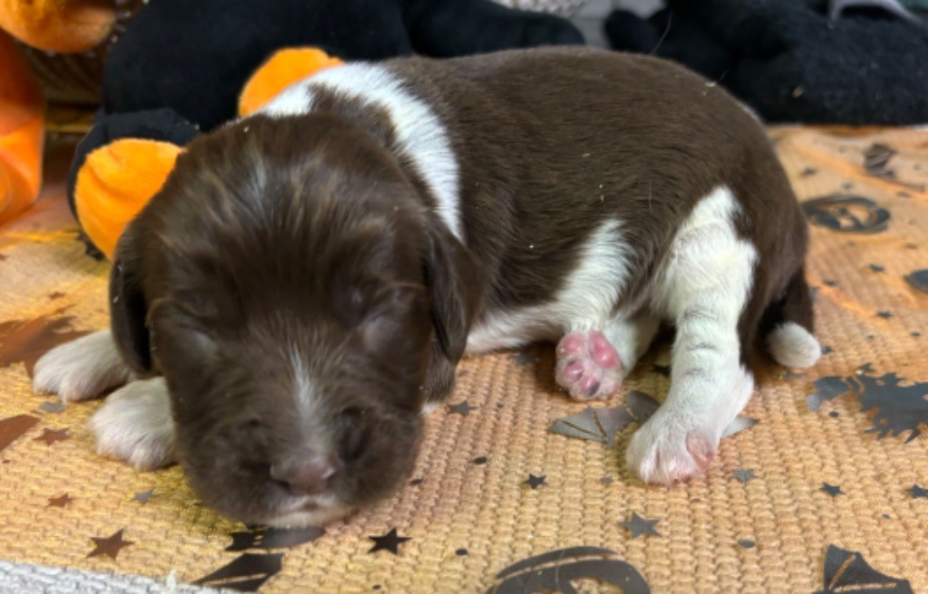 des Etangs de Dame Blanche - Chiot disponible  - English Springer Spaniel