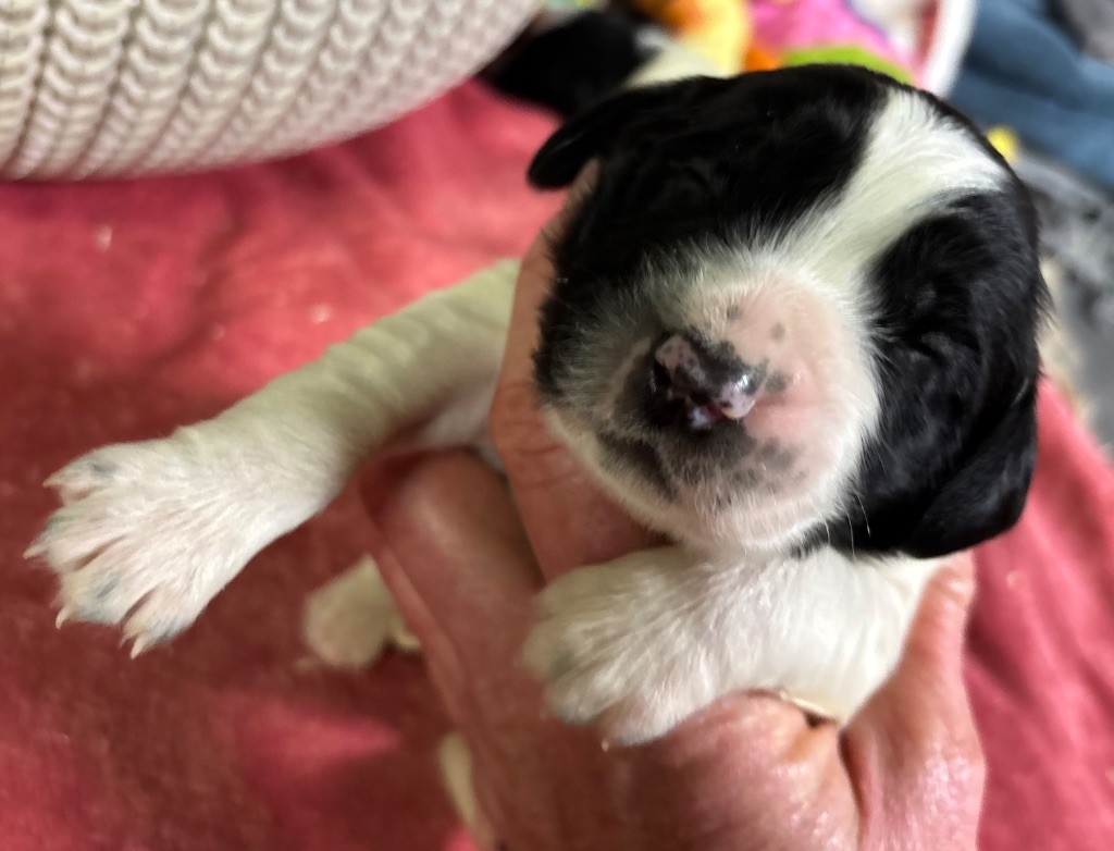 des Etangs de Dame Blanche - Chiot disponible  - English Springer Spaniel