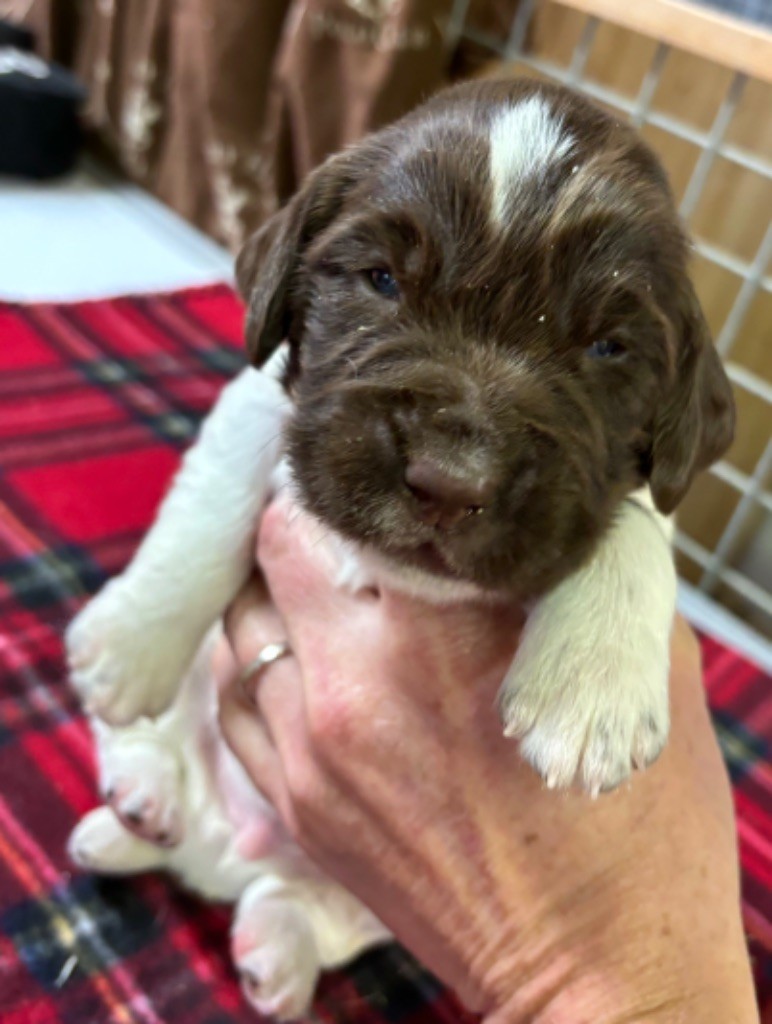 des Etangs de Dame Blanche - Chiot disponible  - English Springer Spaniel