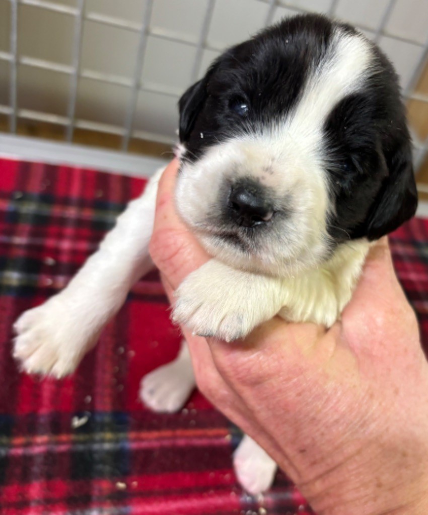 des Etangs de Dame Blanche - Chiot disponible  - English Springer Spaniel