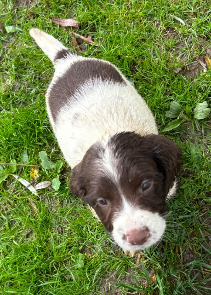 des Etangs de Dame Blanche - Chiot disponible  - English Springer Spaniel