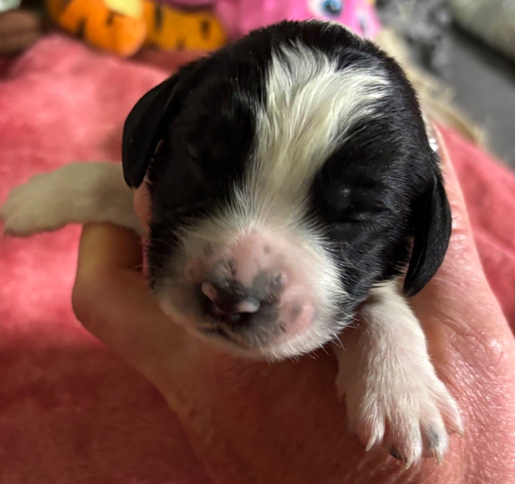 des Etangs de Dame Blanche - Chiot disponible  - English Springer Spaniel