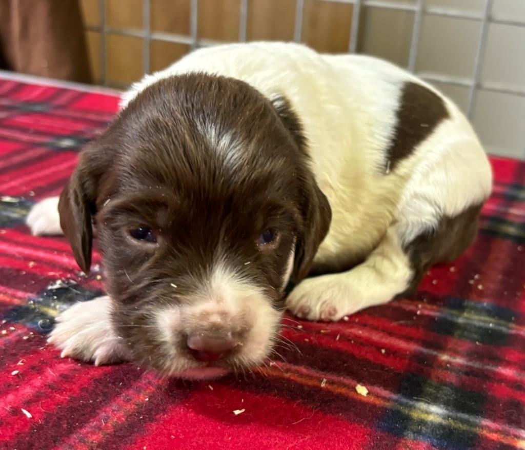 des Etangs de Dame Blanche - Chiot disponible  - English Springer Spaniel