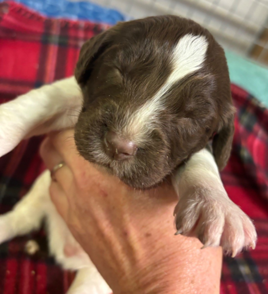 des Etangs de Dame Blanche - Chiot disponible  - English Springer Spaniel