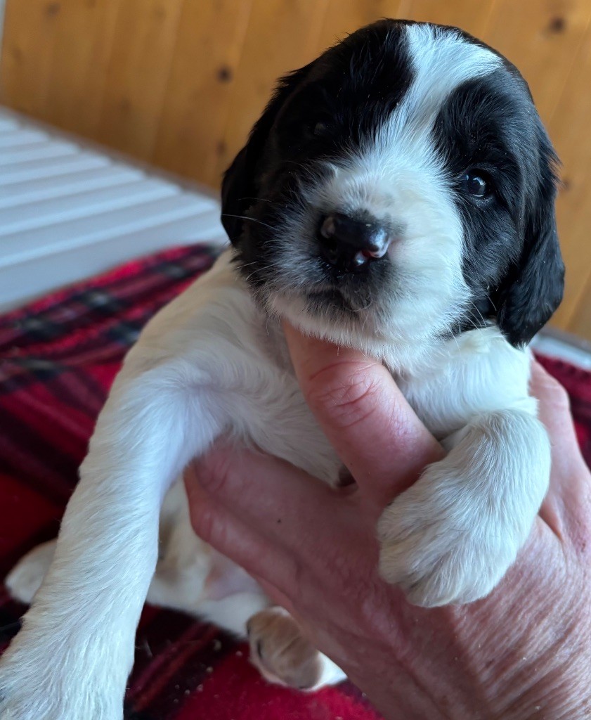 des Etangs de Dame Blanche - Chiot disponible  - English Springer Spaniel