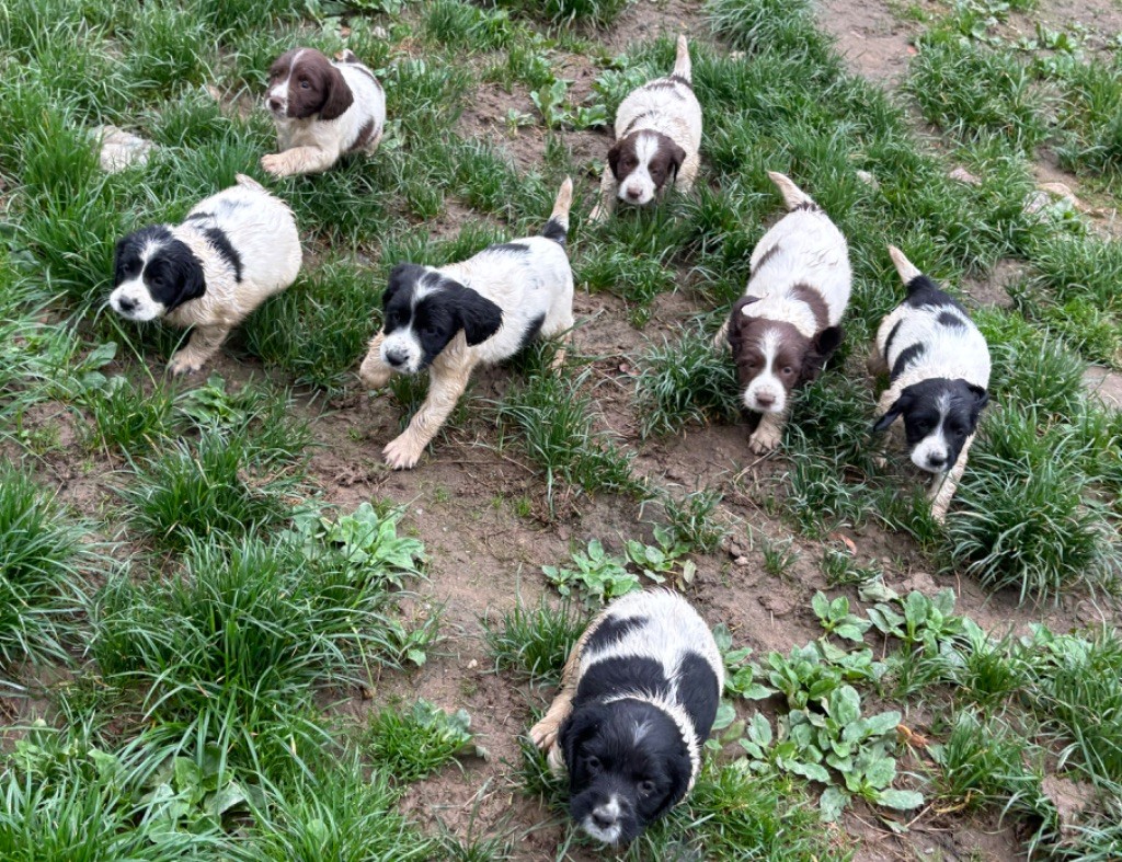 chiot English Springer Spaniel des Etangs de Dame Blanche