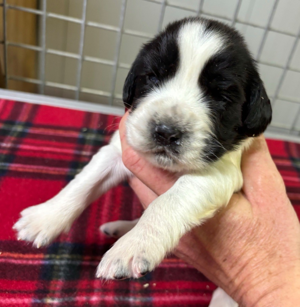 des Etangs de Dame Blanche - Chiot disponible  - English Springer Spaniel