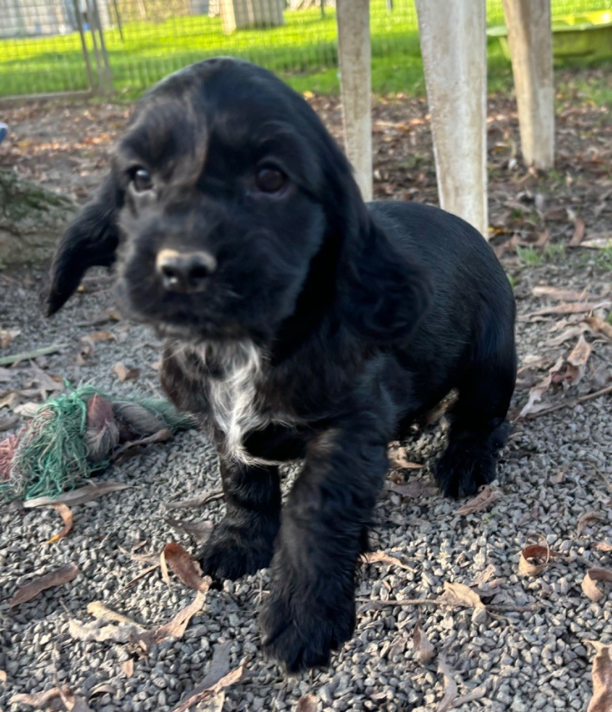 des Etangs de Dame Blanche - Chiot disponible  - Cocker Spaniel Anglais