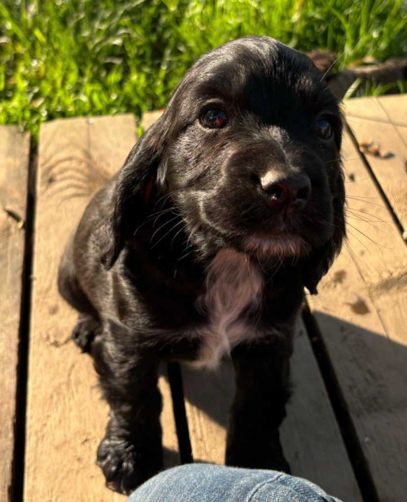 des Etangs de Dame Blanche - Chiot disponible  - Cocker Spaniel Anglais