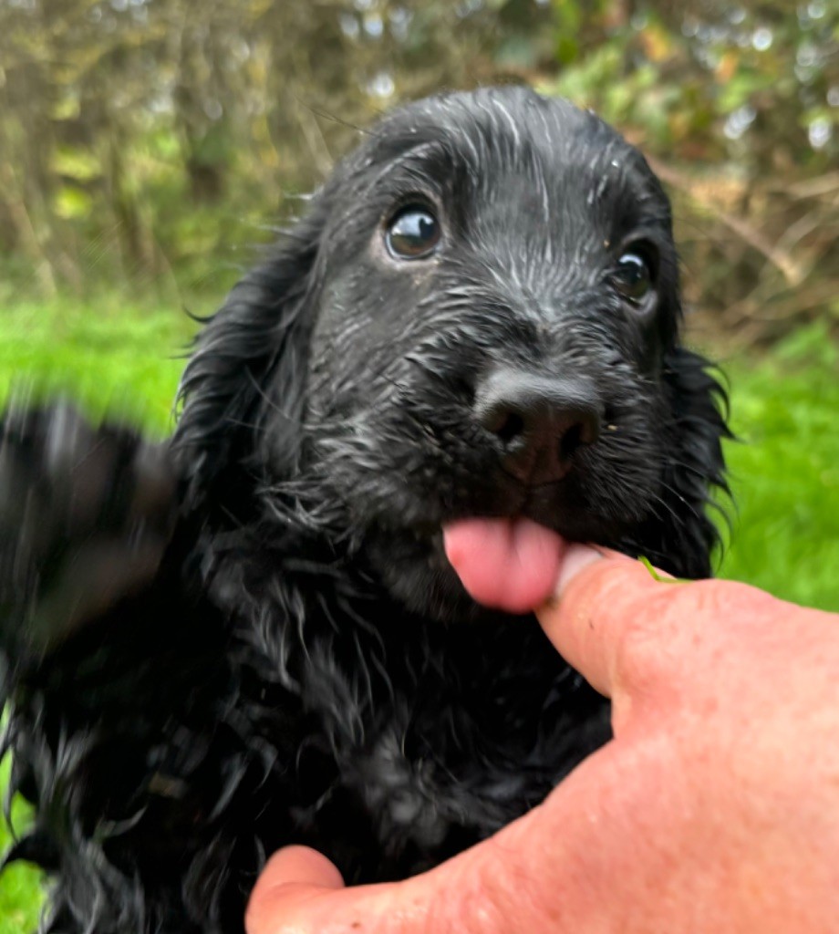 des Etangs de Dame Blanche - Chiot disponible  - Cocker Spaniel Anglais