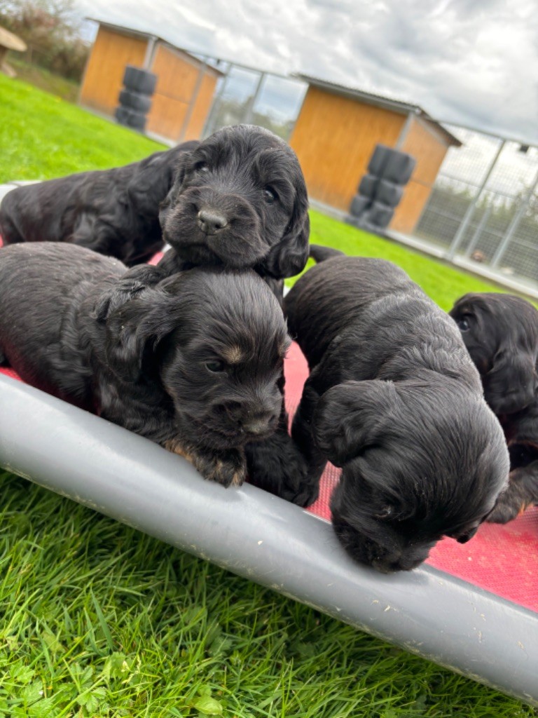 chiot Cocker Spaniel Anglais des Etangs de Dame Blanche