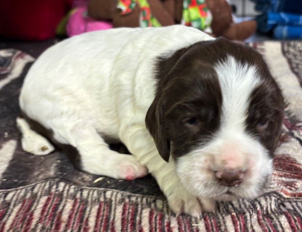 des Etangs de Dame Blanche - Chiot disponible  - English Springer Spaniel