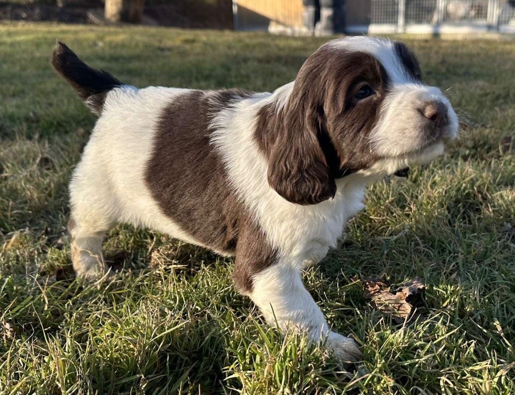 des Etangs de Dame Blanche - Chiot disponible  - English Springer Spaniel