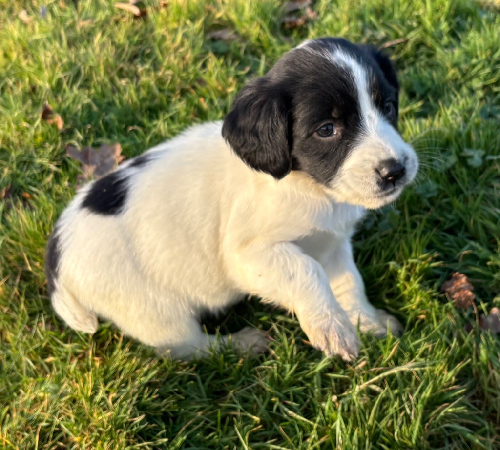 des Etangs de Dame Blanche - Chiot disponible  - English Springer Spaniel