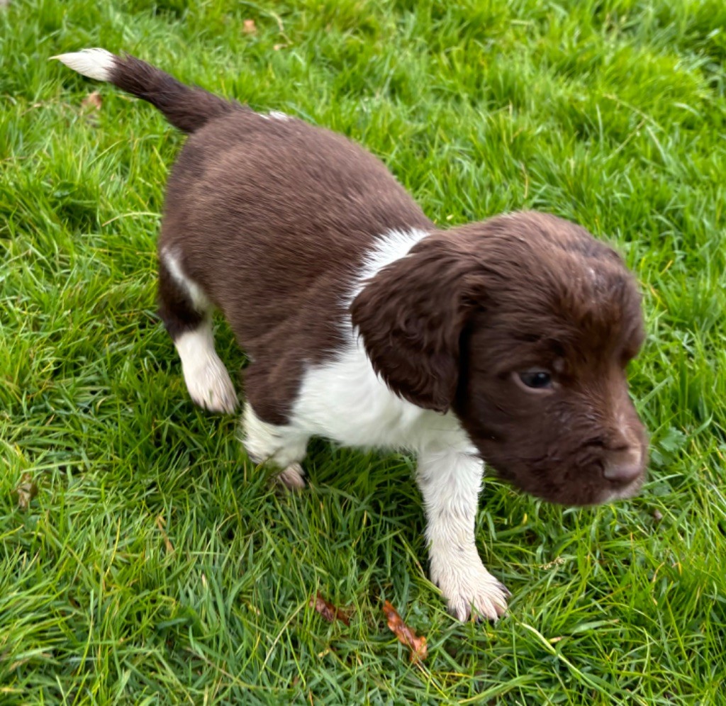 des Etangs de Dame Blanche - Chiot disponible  - English Springer Spaniel