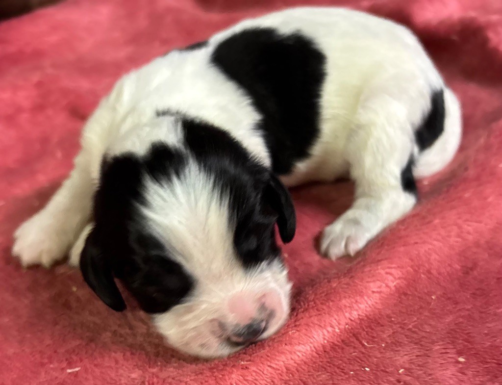 des Etangs de Dame Blanche - Chiot disponible  - English Springer Spaniel