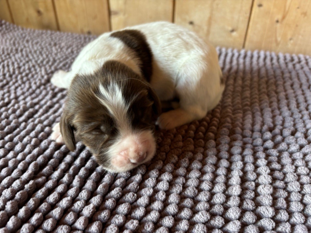 des Etangs de Dame Blanche - Chiot disponible  - English Springer Spaniel