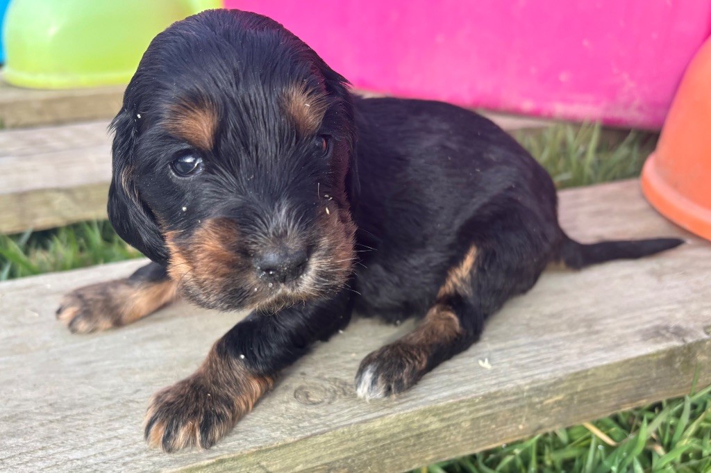 des Etangs de Dame Blanche - Chiot disponible  - Cocker Spaniel Anglais