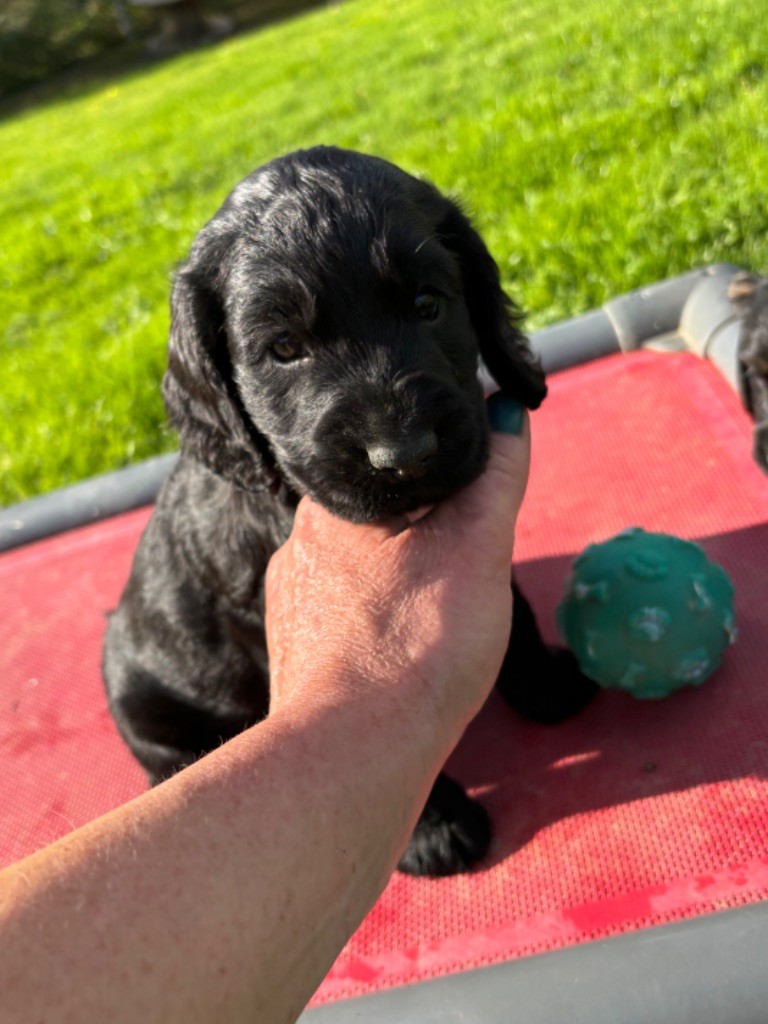 des Etangs de Dame Blanche - Chiot disponible  - Cocker Spaniel Anglais