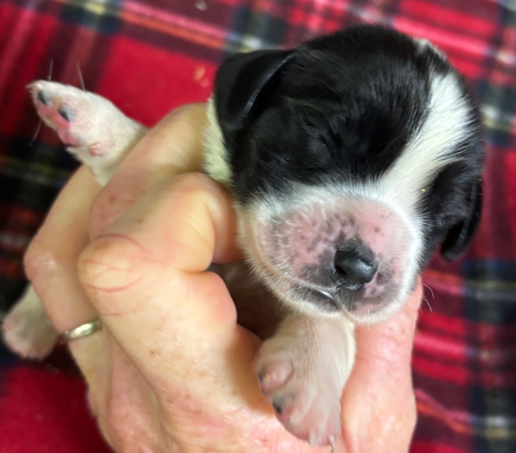 des Etangs de Dame Blanche - Chiot disponible  - English Springer Spaniel