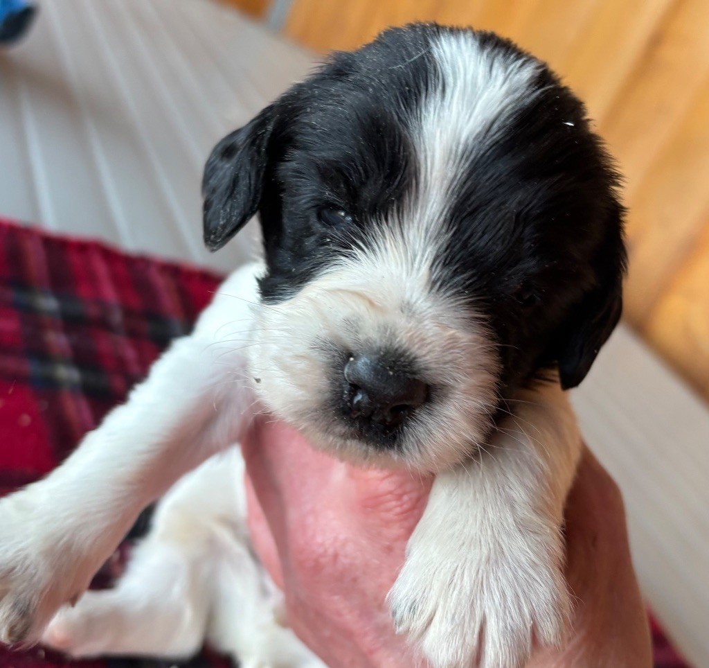 des Etangs de Dame Blanche - Chiot disponible  - English Springer Spaniel