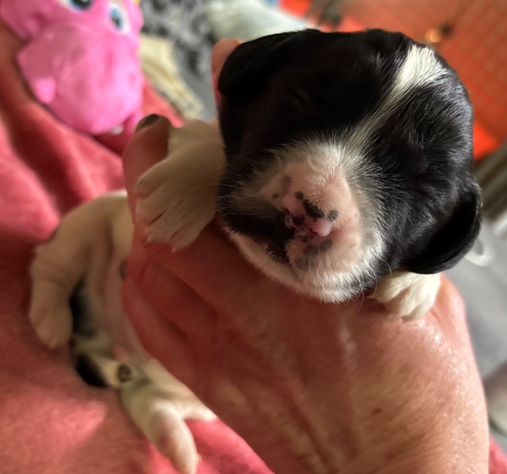 des Etangs de Dame Blanche - Chiot disponible  - English Springer Spaniel