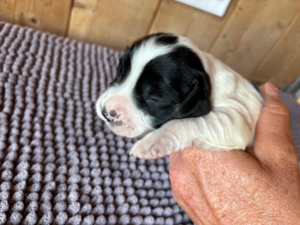 des Etangs de Dame Blanche - Chiot disponible  - English Springer Spaniel