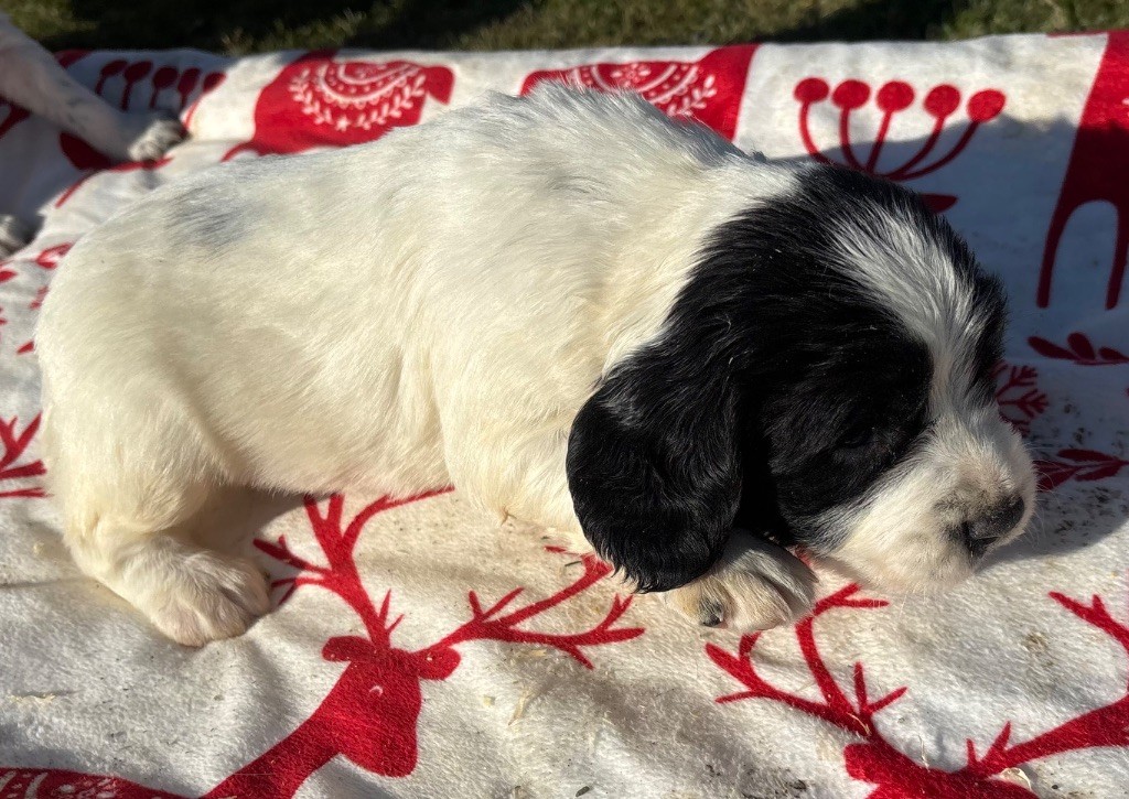 des Etangs de Dame Blanche - Chiot disponible  - English Springer Spaniel