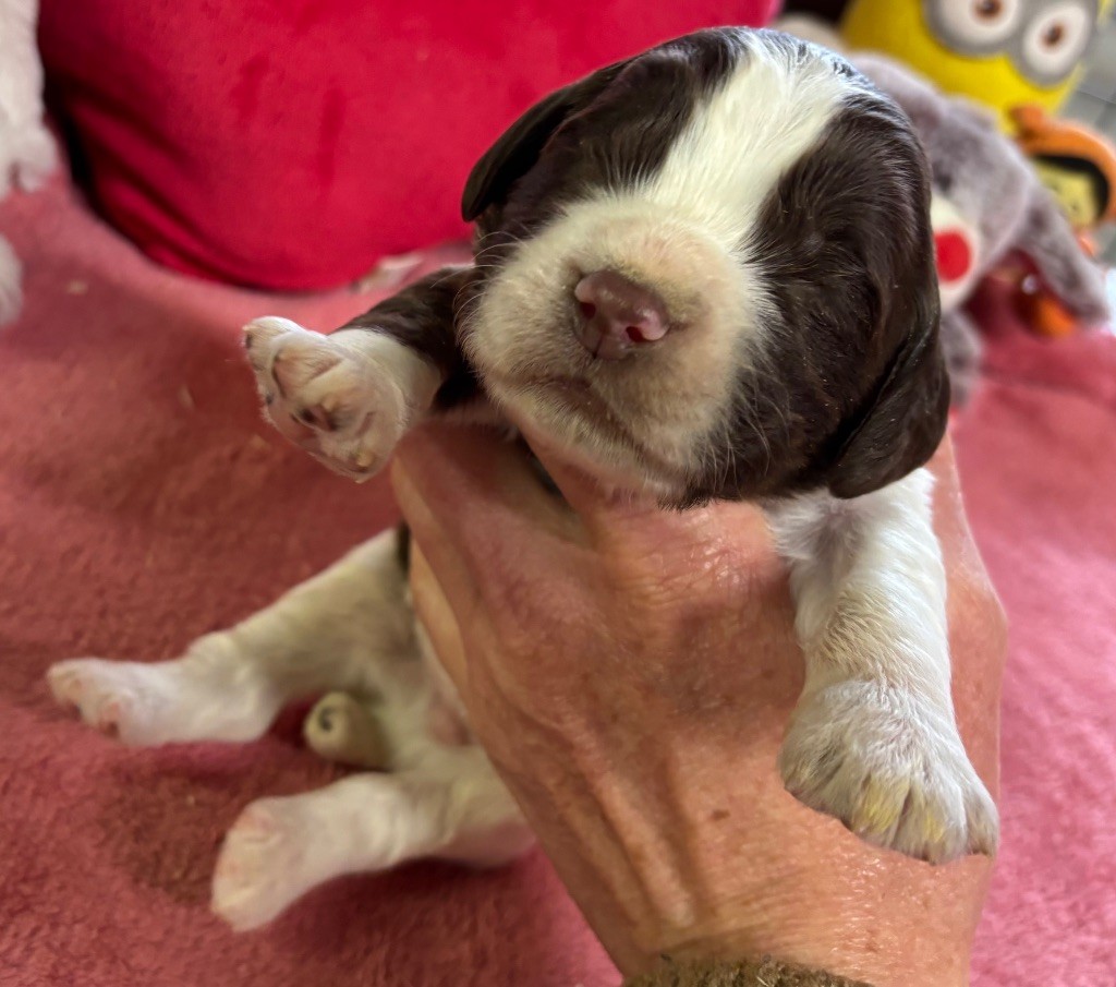 des Etangs de Dame Blanche - Chiot disponible  - English Springer Spaniel