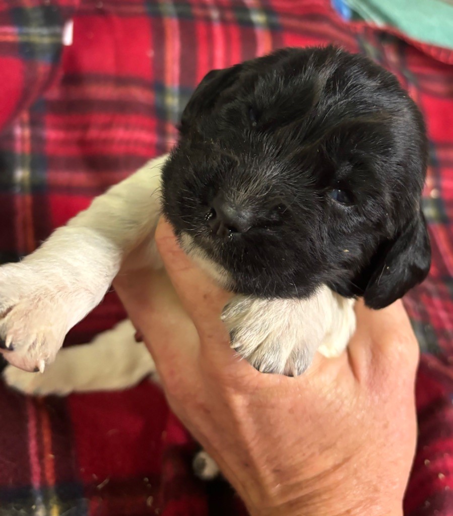 des Etangs de Dame Blanche - Chiot disponible  - English Springer Spaniel