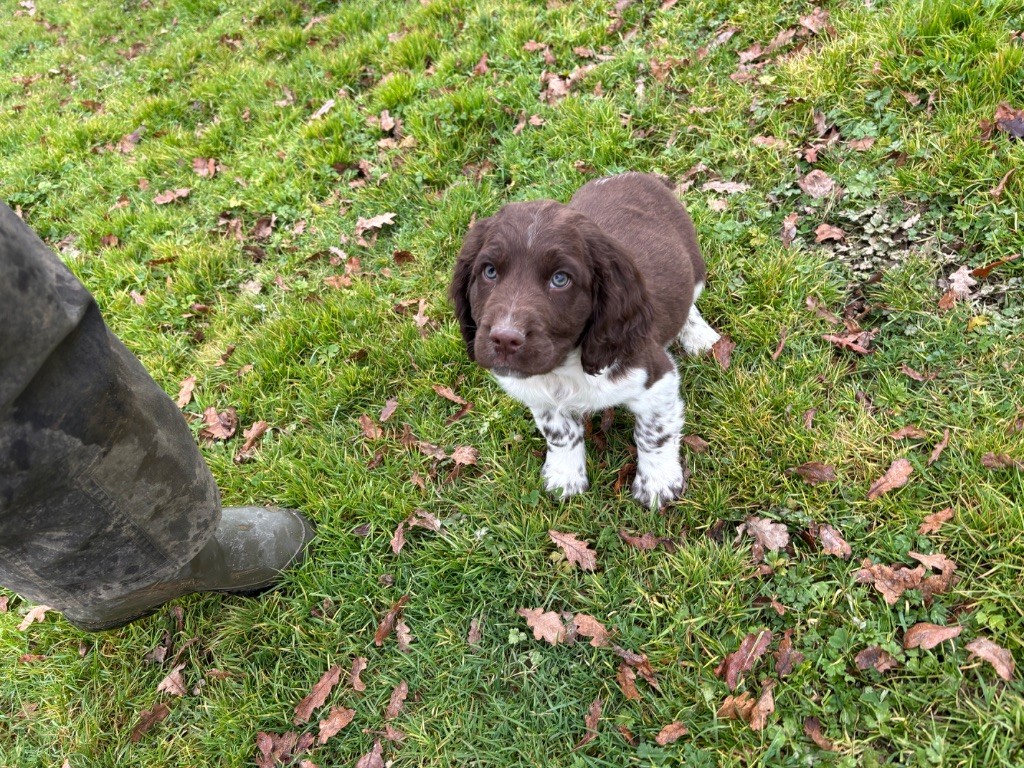 chiot English Springer Spaniel des Etangs de Dame Blanche