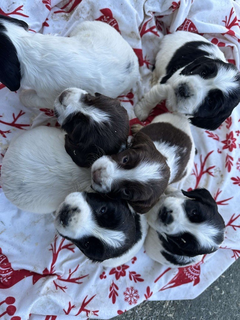 chiot English Springer Spaniel des Etangs de Dame Blanche