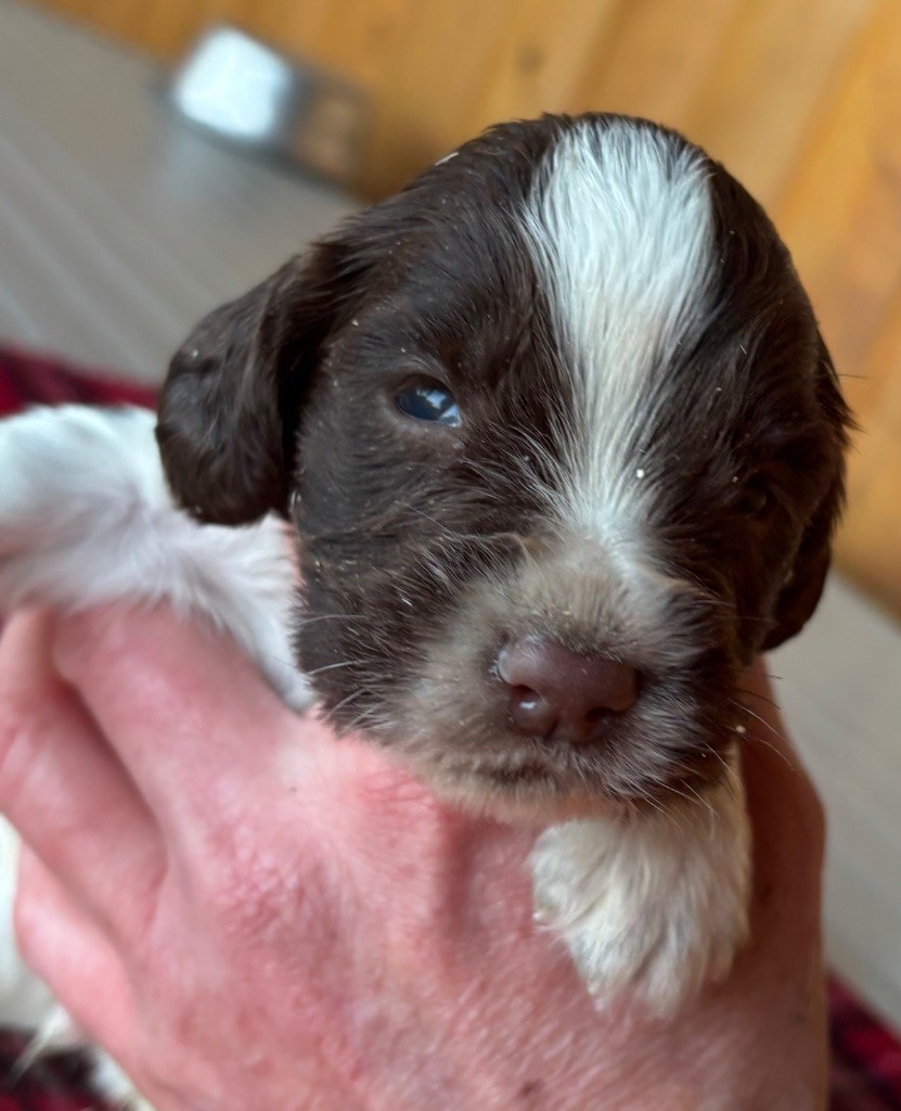 des Etangs de Dame Blanche - Chiot disponible  - English Springer Spaniel