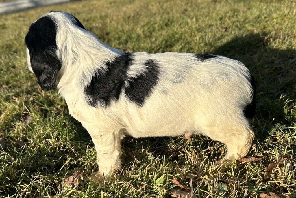 des Etangs de Dame Blanche - Chiot disponible  - English Springer Spaniel