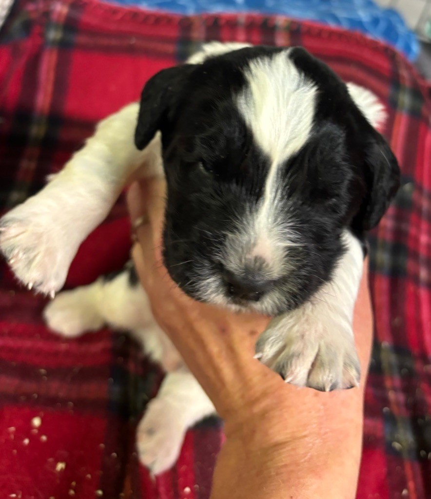 des Etangs de Dame Blanche - Chiot disponible  - English Springer Spaniel