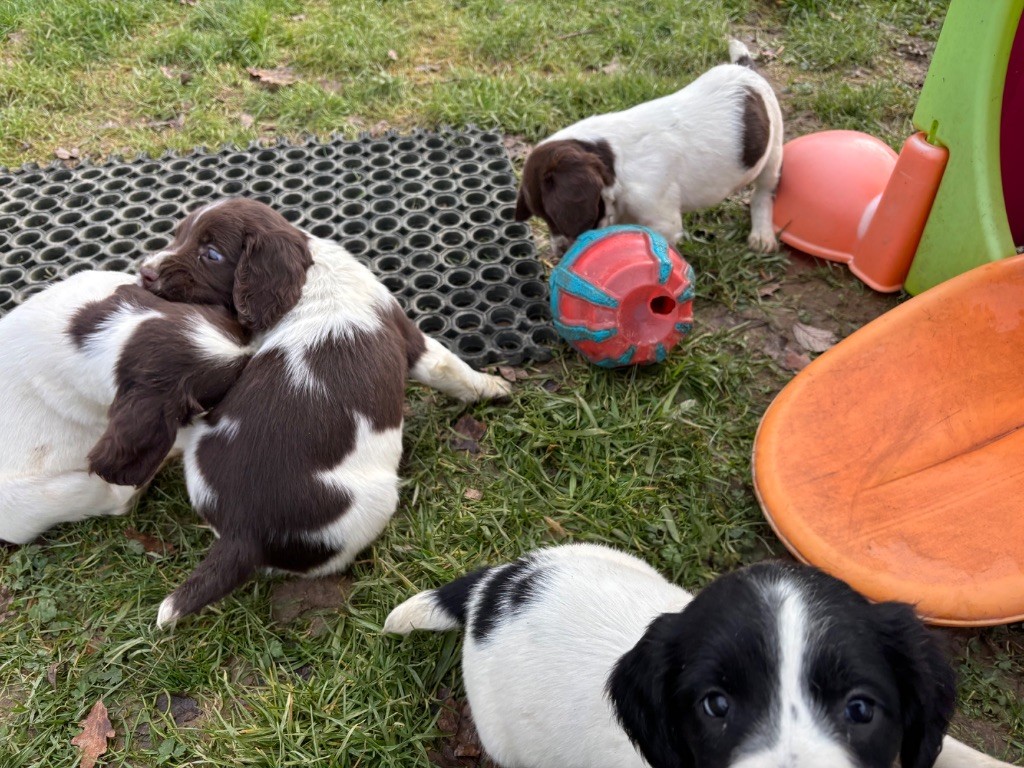 chiot English Springer Spaniel des Etangs de Dame Blanche