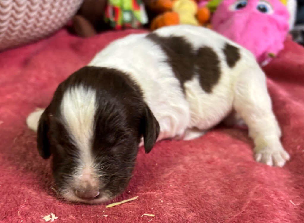 des Etangs de Dame Blanche - Chiot disponible  - English Springer Spaniel