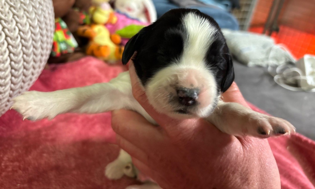 des Etangs de Dame Blanche - Chiot disponible  - English Springer Spaniel