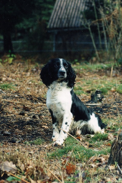 TR. CH. T. snoopy des Etangs de Dame Blanche
