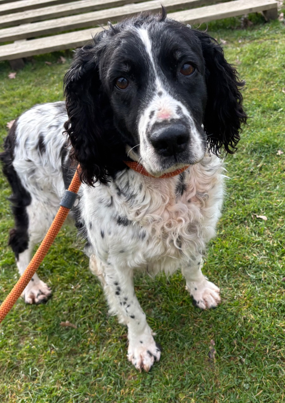 Lilou De sandie landes