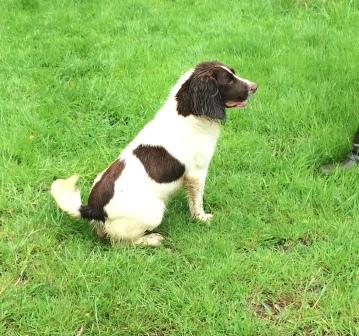 Las vegas des Etangs de Dame Blanche